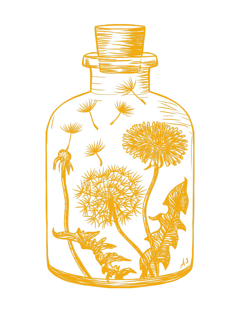 dandelion illustration by Aimee Schreiber