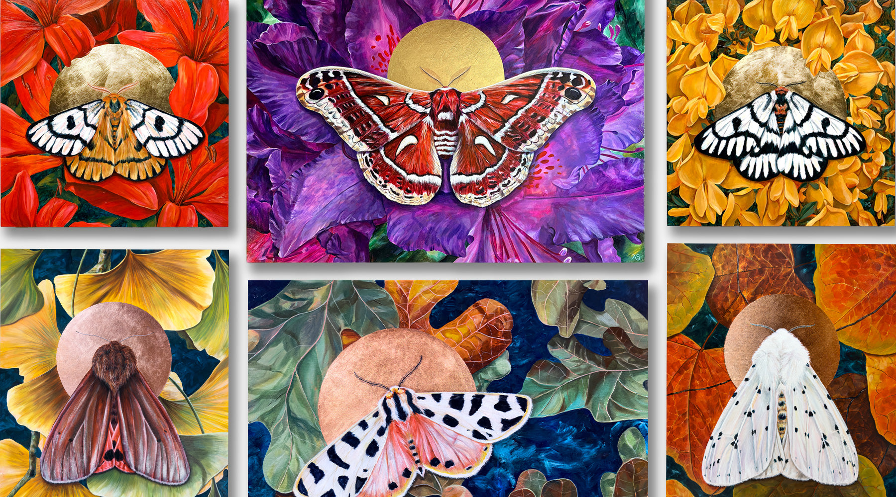 moth paintings by Aimee Schreiber