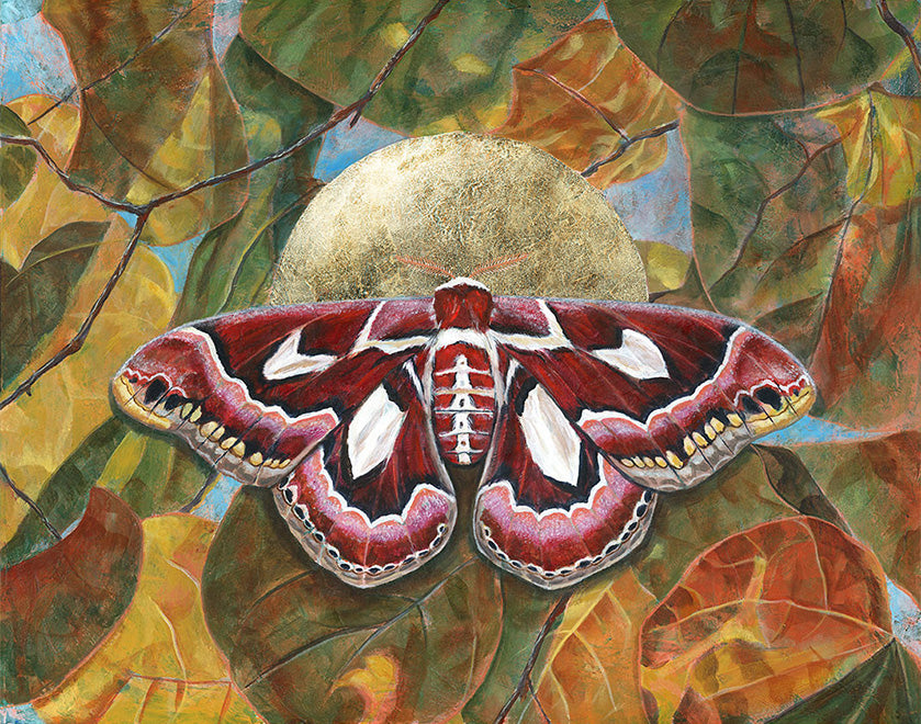 atlas moth painting Aimee Schreiber