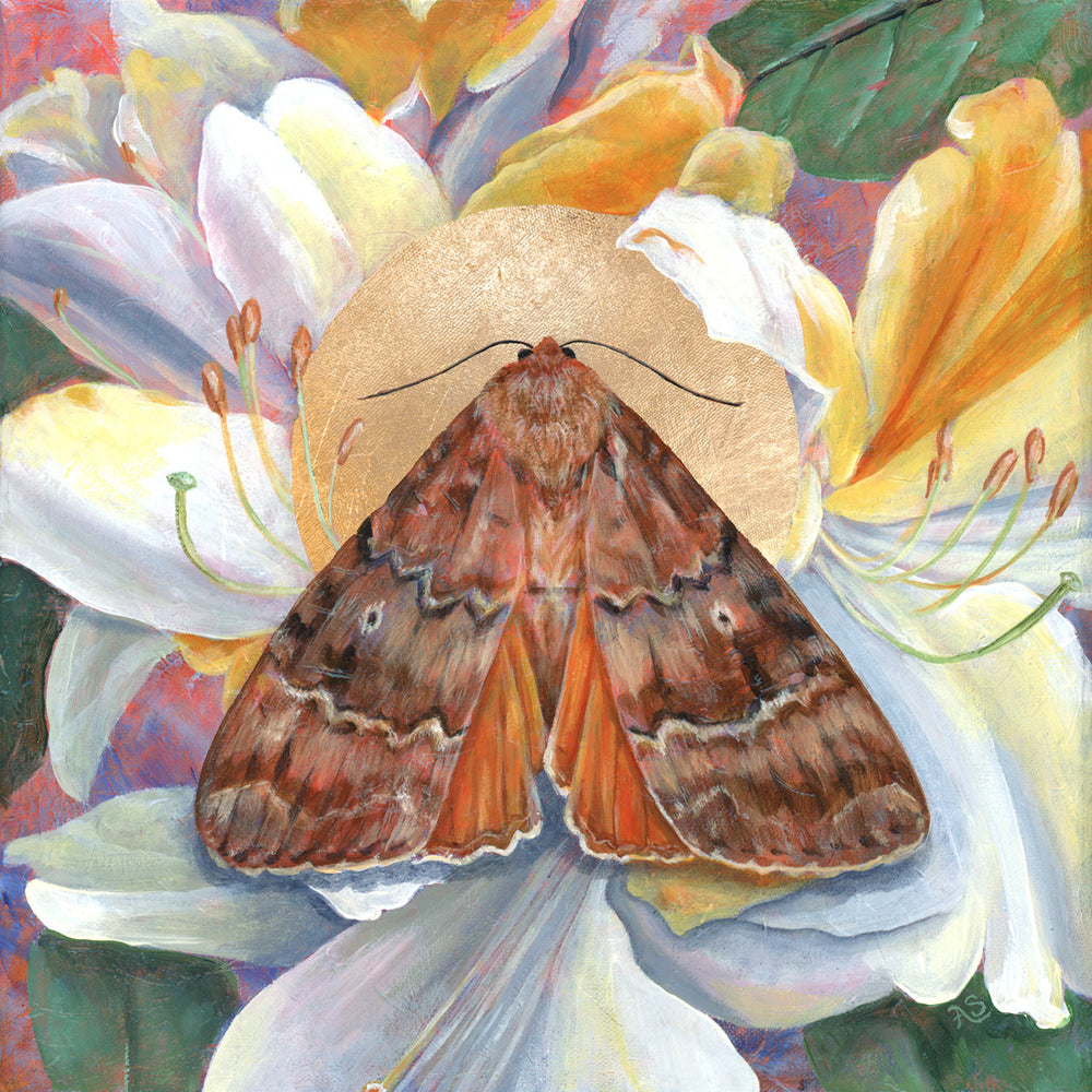 copper underwing moth painting by Aimee Schreiber
