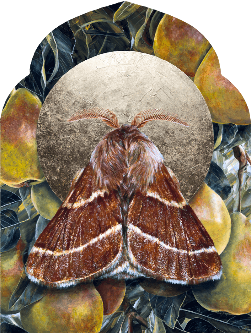 Moth pear painting by Aimee Schreiber