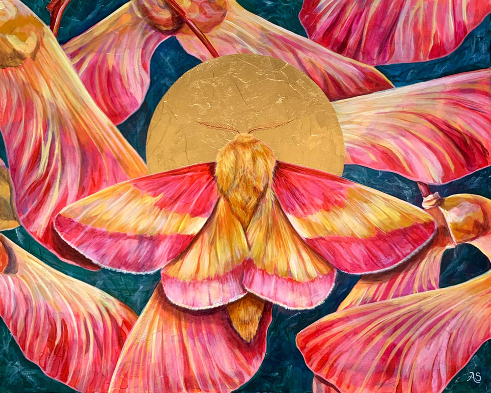Pink Rosy Maple Moth Painting by Aimee Schreiber