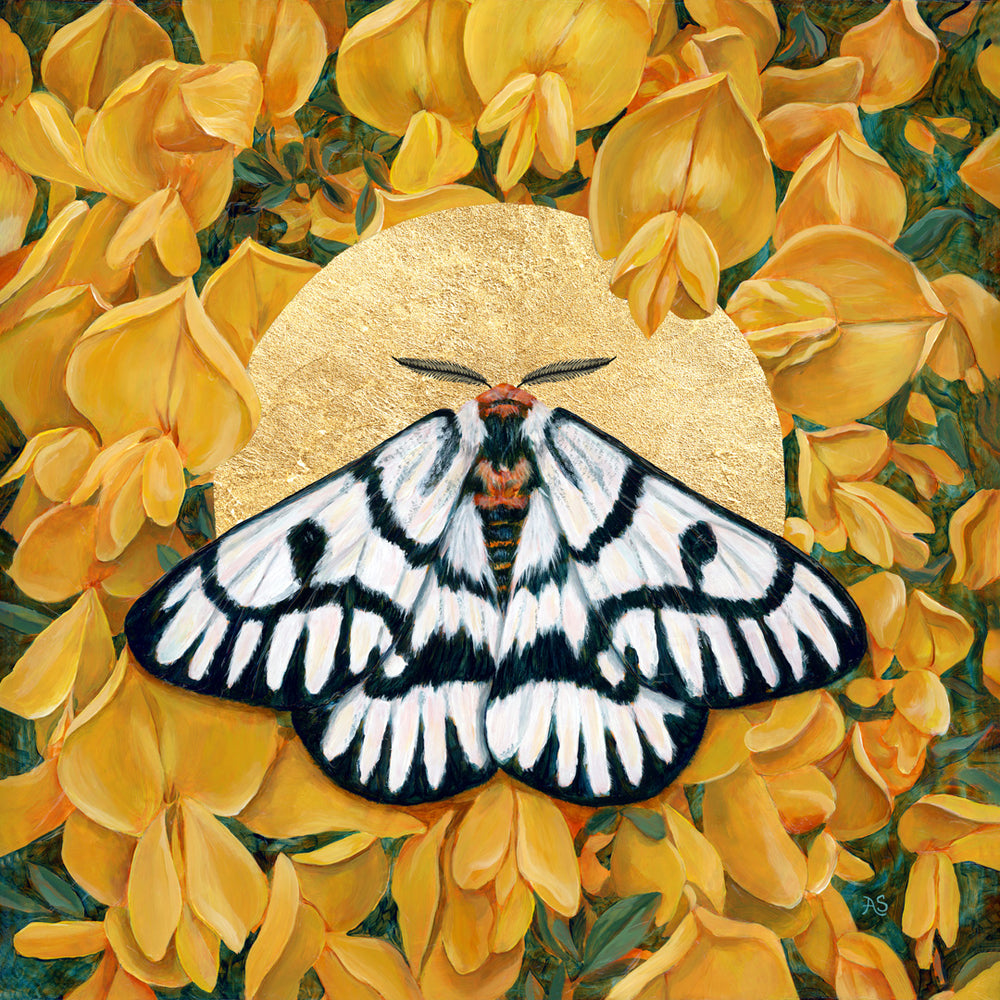 Radiate moth painting by Aimee Schreiber