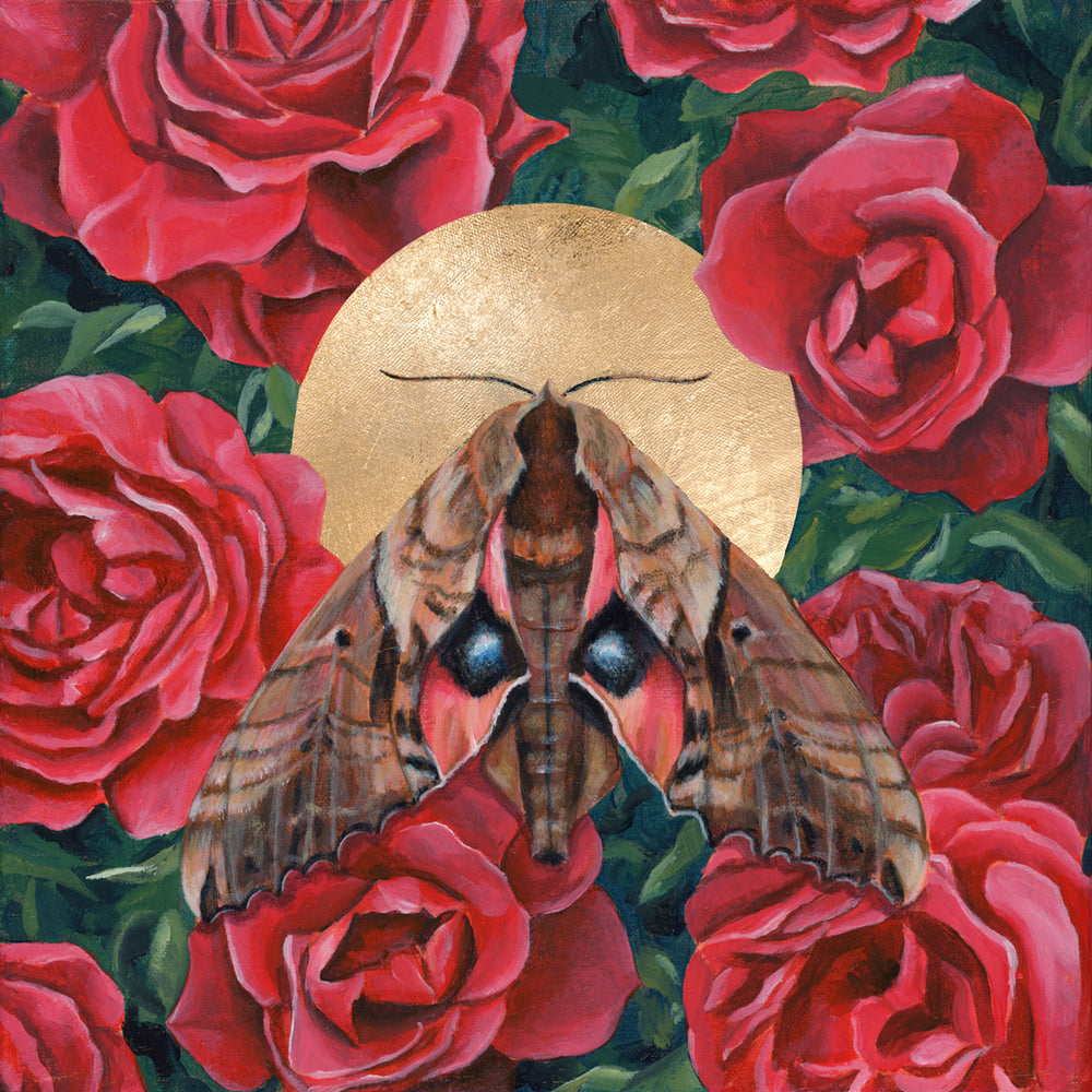 sphinx moth with roses painting by Aimee Schreiber